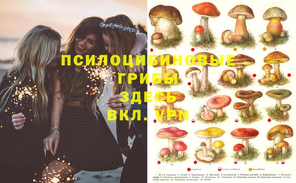 apvp Алзамай
